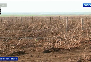 На виноградниках Ростовской области приступили к весенним работам