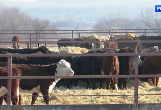 Из Ростовской области в Грузию отправили 90 голов крупного рогатого скота