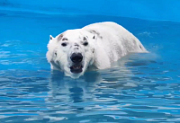 В зоопарке Ростова прокомментировали внешний вид белого медведя Айона