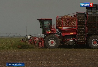 На Дону импортные семена сахарной свеклы заменили на российские Бурю, Бриз и Волну