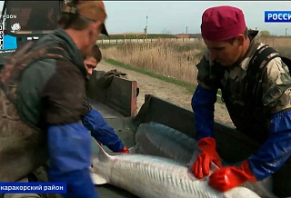 На рыбоводных хозяйствах Ростовской области начинается сезон сбора икры